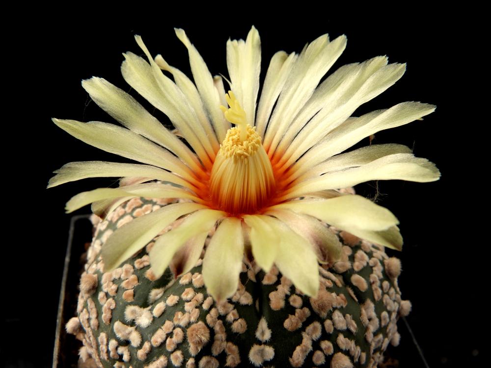 Astrophytum